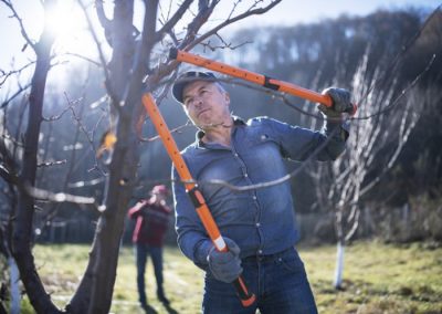 Baumschnitt: Bäume richtig schneiden und pflegen